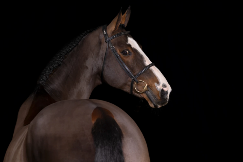 Akarad Hero will be available as a breeding stallion at the Zangersheide stud during the upcoming breeding season Akarad Hero will be available as a breeding stallion at the Zangersheide stud during the upcoming breeding season